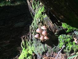 Mushrooms Underwood Autumn