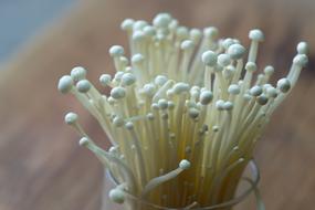 Small porcini mushrooms raw
