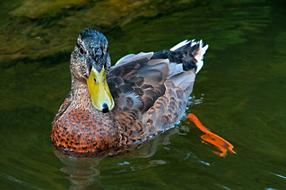 Poland Ostpreussen wild duck