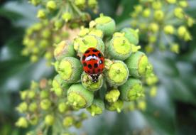 asian ladybug on ivy flower on blurred background