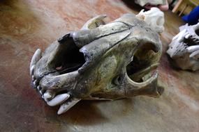animal skulls on a wooden table