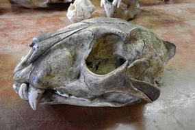 Skull Skeleton Bone anatomy