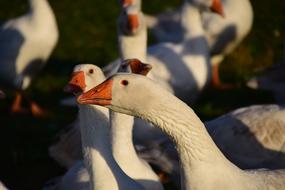 Geese Schaar