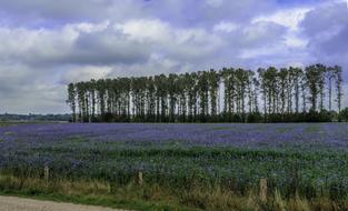 autumn blue flowering field against the background of trees, germany