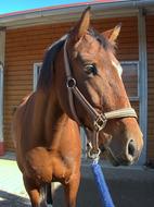 Horse Head Reiter
