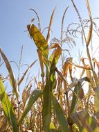 Corn Autumn Harvest On The