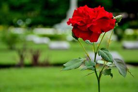 Red Rose Flowers A