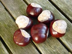 Chestnut Collected Autumn