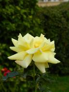 Rose Flower Yellow