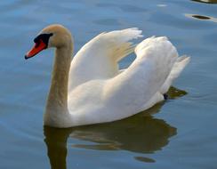 closeup view of Swan Bird in Water