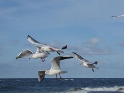 Beautiful and colorful seagulls above the sea