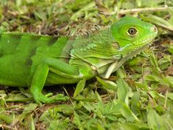 Colombia Animals Reptiles