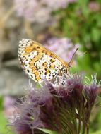 Melitaea Deione Butterfly Damer