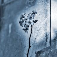 Ice Flower