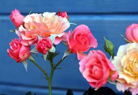 Flowers Roses Stems