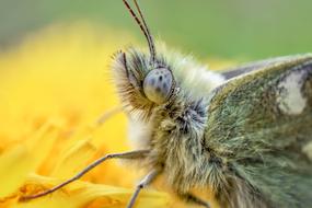 Green butterfly head, Macro