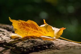 Autumn Leaves in forest