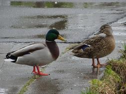 a couple of ducks standing on the wet asphalt