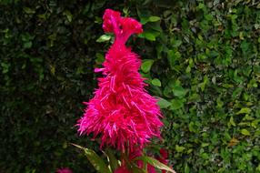 pink Cockscomb Flower Flora