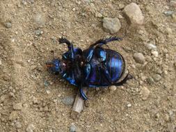 Beetle Belly Up Iridescent