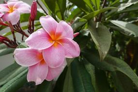 Flower Pink Flowers