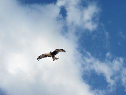 incredible Bird Of Prey