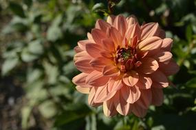 Dahlia Flower Blossom