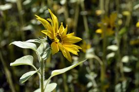 Sunflower Blossom Bloom