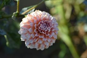Dahlia Flower Blossom