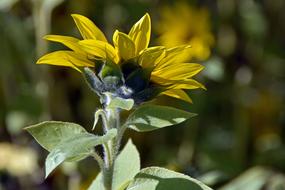 Sunflower Blossom Bloom