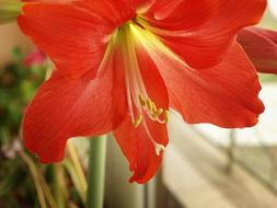 Lily Flower Macro