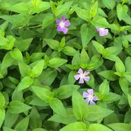 Vine Date Grass Vinca Floret