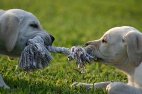 white dogs are playing