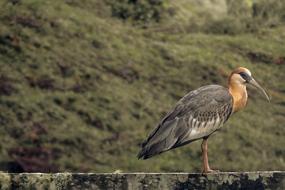 Curucaca Bird I