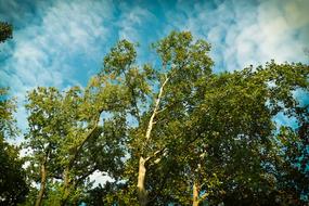 Trees Birch at Nature