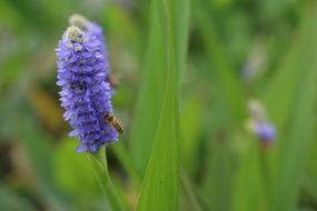 Flower Macro