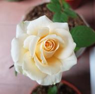 Flower Rose Yellow
