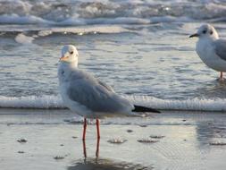 wonderful Seagull Baltic Sea