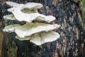 Fungus Mushrooms on tree