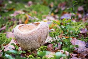 autumn inedible mushroom in the forest