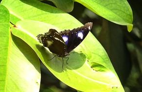 closeup picture of Danaid Eggfly Butterflies