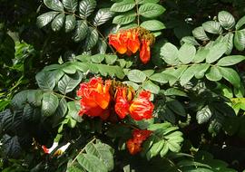 Flower Spathodea Plant