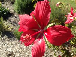 Plant Flower Bloom Hibiscus