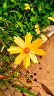 yellow flower by the roadside
