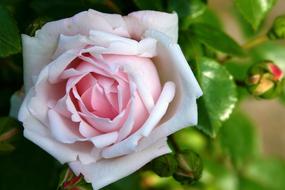Rose Flower Nature