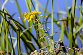 Golden Rod Blossom Bloom