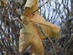 a dry leaf on a forest background