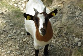 enchanting Goat Pet Kid Dwarf