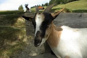 enchanting Goat Pet Kid
