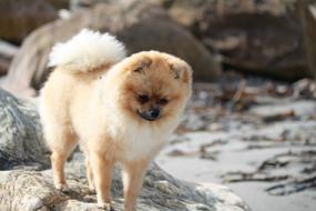 Pomeranian on a boulder on the beach